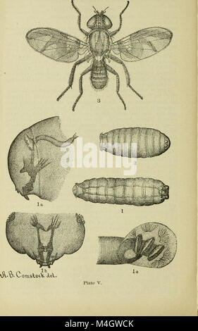 Rapport annuel de la Commission de l'Agriculture pour l'année se terminant le 30 juin (1883) (14768318095) Banque D'Images