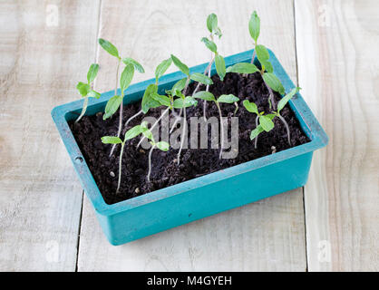 Lycopersicon esculentum. Tomate 'Latah' plants. Banque D'Images