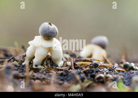 La villeuse quatre pieds earthstar Banque D'Images