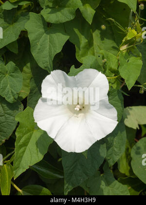 Belle anglais isolés Datura dehors en été Banque D'Images