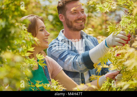 Les feuilles et les branches des jardiniers Banque D'Images