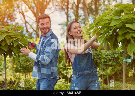 Couper les feuilles des plantes les jardiniers Banque D'Images