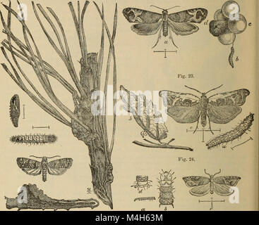 Rapport annuel de la Fruit Growers' Association of Ontario, 1892 (1893) (18743592433) Banque D'Images