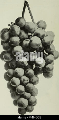 Rapport annuel de la Fruit Growers' Association of Ontario, 1904 (1905) (14778379332) Banque D'Images