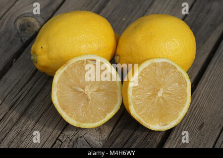 Citrus limon, le Citron Eureka x Banque D'Images