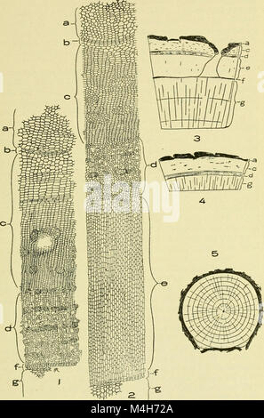 Rapport annuel du Massachusetts Agricultural Experiment Station (1914) (19339376506) Banque D'Images