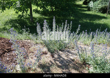 Echium vulgare Vipérine commune, Banque D'Images