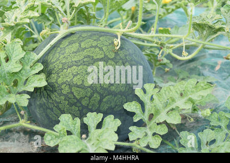 Close up of fruit vert melon d'eau sur la plante Banque D'Images
