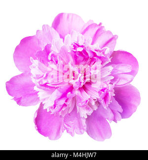 Rose pivoine Banque D'Images