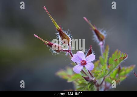 Blooming Herb Robert avec des graines Banque D'Images