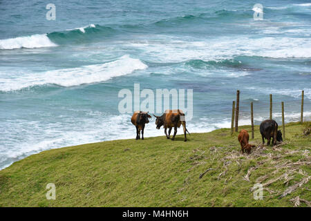 Les vaches avec Nguni grandes cornes paissant dans Coffee Bay à l'Océan Indien à l'azur à la côte sauvage de l'Afrique du Sud Banque D'Images