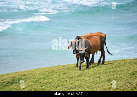 Avec grandes cornes de vache Nguni balade dans Coffee Bay à l'Océan Indien à l'azur à la côte sauvage de l'Afrique du Sud Banque D'Images