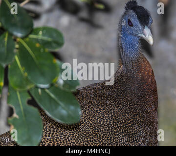 Grand oiseau faisan argus malais Banque D'Images