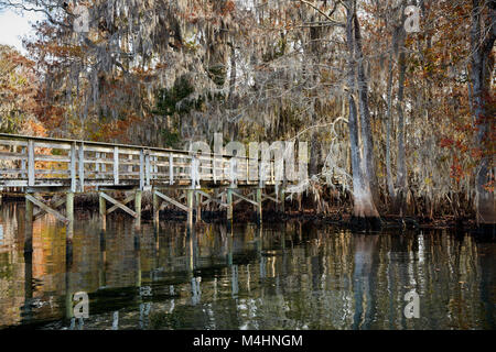 Pier de Cypress swamp dans la rivière Suwannee à Manatee Springs State Park, Floride Banque D'Images