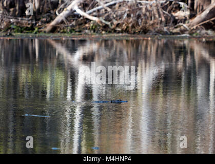 Près de la piscine d'Alligator springs à Manatee Springs State Park, Floride Banque D'Images