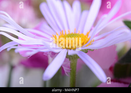 Printemps fleur de camomille close up. Bouquet de luxe Banque D'Images