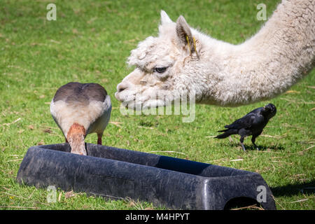 Vol de nourriture canard de llama Banque D'Images