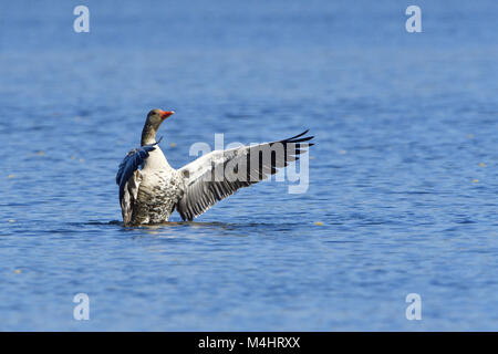 Oie cendrée Banque D'Images