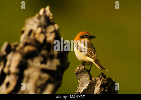 Woodchat Shrike (Lanius senator) perché en haut d'une branche, s'occuper de son territoire Banque D'Images