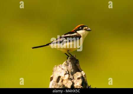 Woodchat Shrike (Lanius senator) perché en haut d'une branche, s'occuper de son territoire Banque D'Images