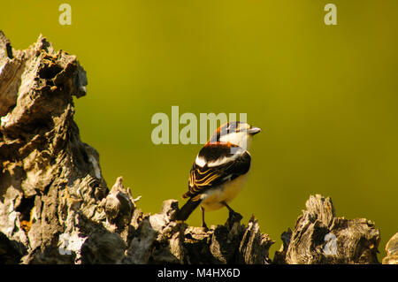 Woodchat Shrike (Lanius senator) perché en haut d'une branche, s'occuper de son territoire Banque D'Images