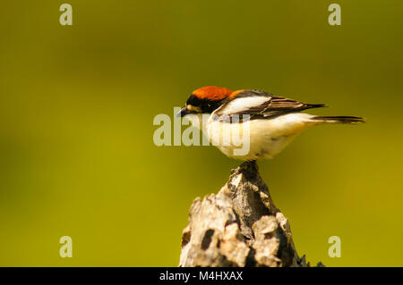 Woodchat Shrike (Lanius senator) perché en haut d'une branche, s'occuper de son territoire Banque D'Images