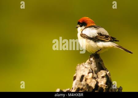 Woodchat Shrike (Lanius senator) perché en haut d'une branche, s'occuper de son territoire Banque D'Images