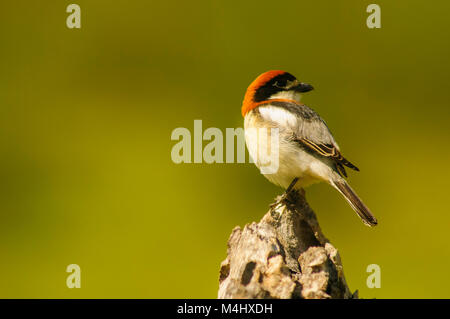 Woodchat Shrike (Lanius senator) perché en haut d'une branche, s'occuper de son territoire Banque D'Images