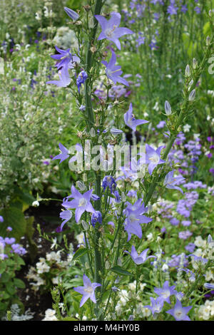 Campanula persicifolia campanule à feuilles de pêcher, Banque D'Images