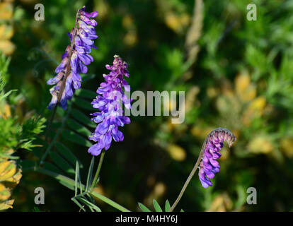 Vesce jargeau dans prairie avec fleurs violettes et de vrilles, famille des pois, UK Banque D'Images