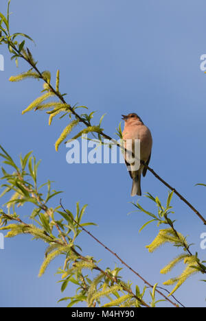 Chaffinch perché sur une branche d'arbre en plein soleil, UK Banque D'Images