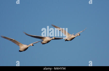 Battant les cygnes de bewick against blue sky background Banque D'Images