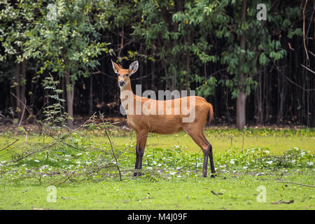 Cerf des marais dans le marais, Pantanal, Brésil Banque D'Images