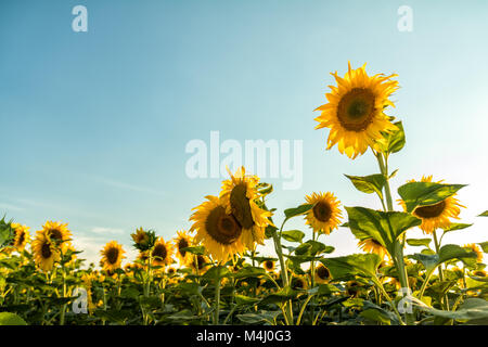 Tournesols jaunes sur terrain terre agricole avec blue cloudy sky Banque D'Images