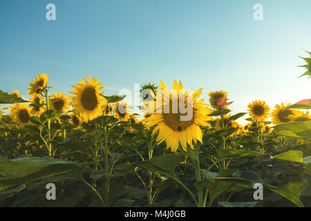 Tournesols jaunes sur terrain terre agricole avec blue cloudy sky Banque D'Images