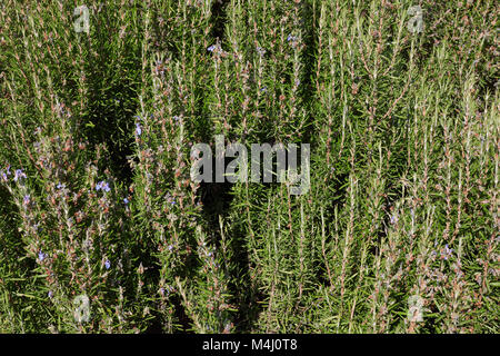 Le romarin, plante verte texture background dans une journée ensoleillée Banque D'Images