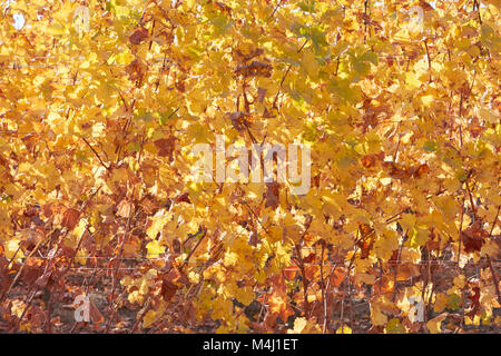 Feuilles de vigne jaune et marron texture background dans une journée ensoleillée d'automne Banque D'Images