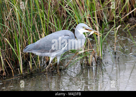 Heron avec des poissons dans sa bouche. Banque D'Images