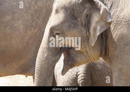 Grand troupeau d'éléphants d'Asie (Elephas maximus) mange de l'herbe Banque D'Images