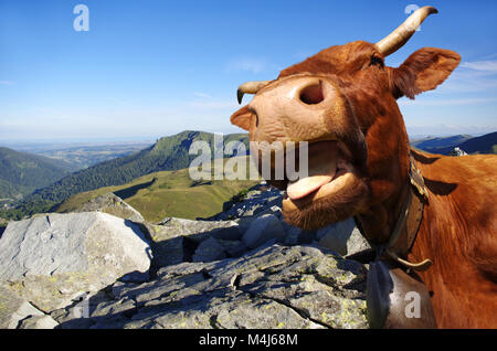 Cow sticking out tongue avec montagnes en arrière-plan Banque D'Images