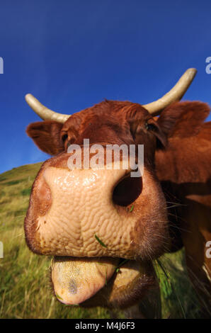 Funny cow sticking out tongue de pâturages en arrière-plan Banque D'Images