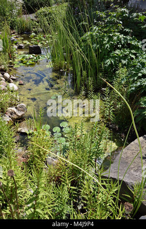 Slick algues et des nénuphars dans l'étang de jardin Banque D'Images