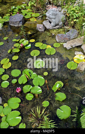 Slick algues et des nénuphars dans l'étang de jardin Banque D'Images