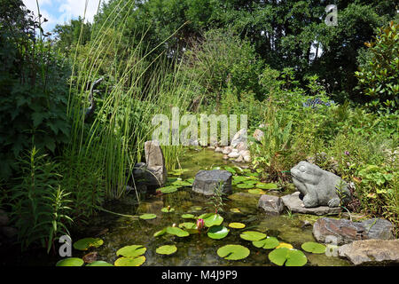 Slick algues et des nénuphars dans l'étang de jardin Banque D'Images