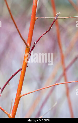 Salix Alba Vitellina Yelverton. Saule d'écorce de corail « Yelverton ». Tiges d'orange en hiver Banque D'Images