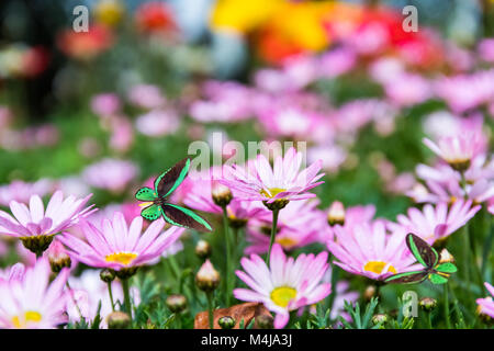 Avec les papillons fleurs Daisy Banque D'Images