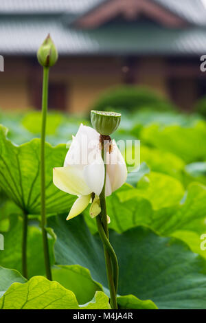 Fleur de lotus blanche fleurissent au temple Banque D'Images