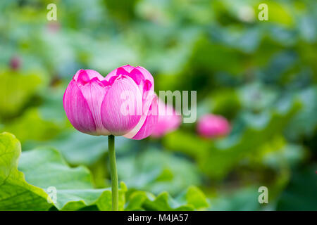 Fleur de lotus rose en pleine floraison Banque D'Images