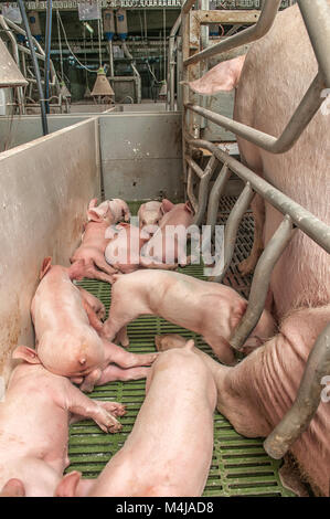 Bébé cochon dans une porcherie Banque D'Images