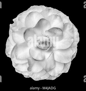 Fine art floral nature morte fleurs monochromes lumineux macro portrait d'un seul blanc isolé en fleurs complètement ouvertes camellia blossom,fond noir Banque D'Images
